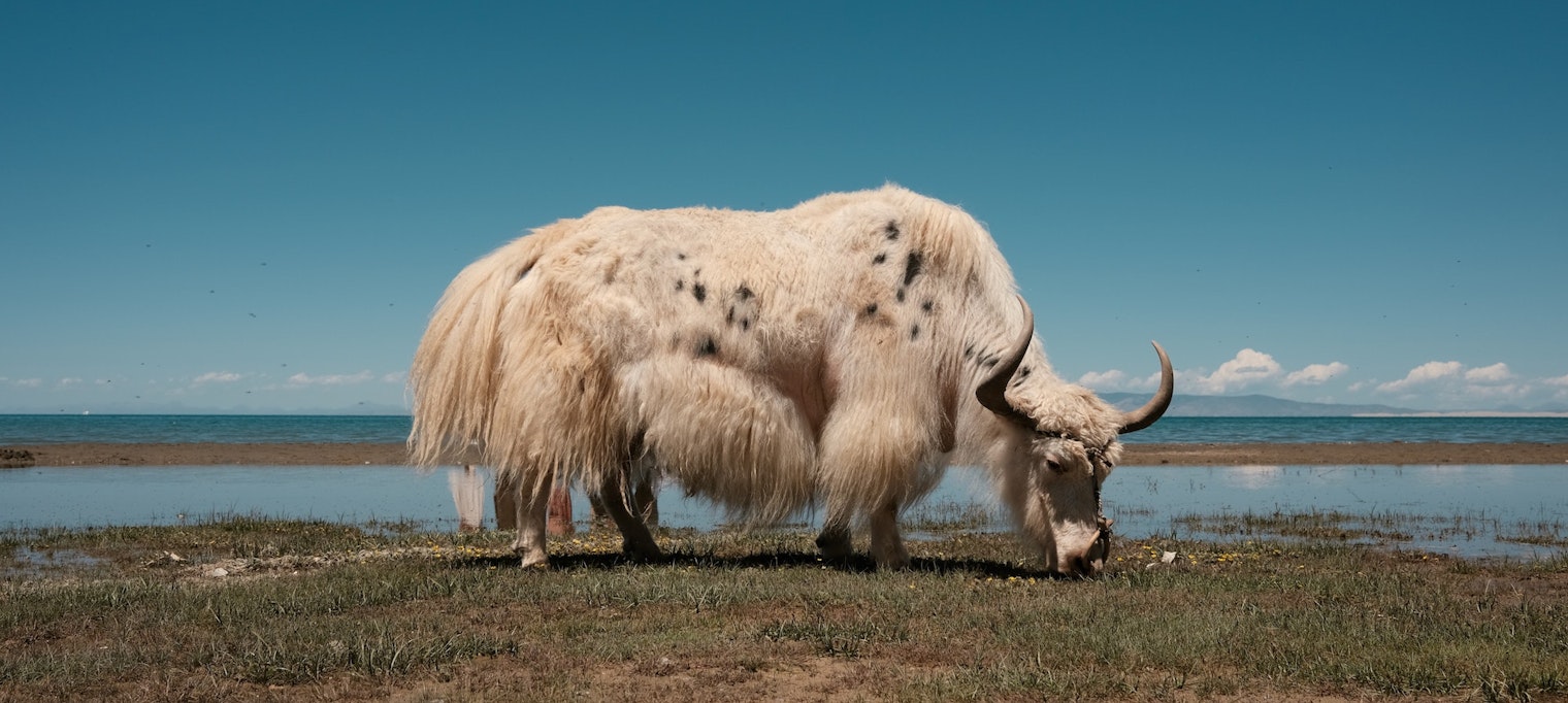 Grazing Yak