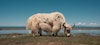 Spinning Yak Image