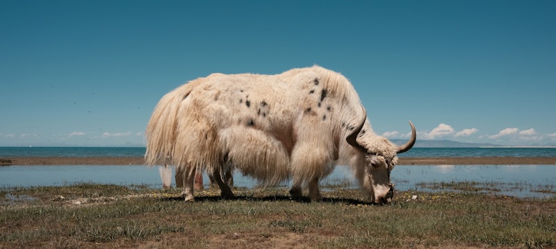 Grazing Yak