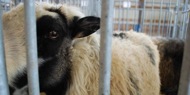 Header-Icelandic-Sheep