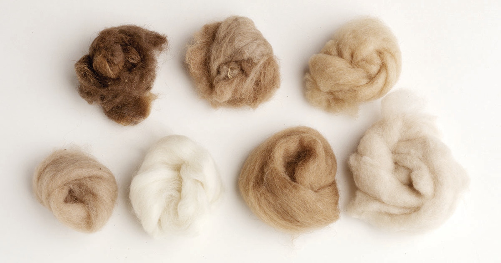 Fiber Basics: Bactrian Camel | Spin Off Fiber Basics: Bactrian Camel | Spin Off