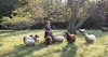 My Life with Shetlands: For Sanity and Curiosity, Surely! Image