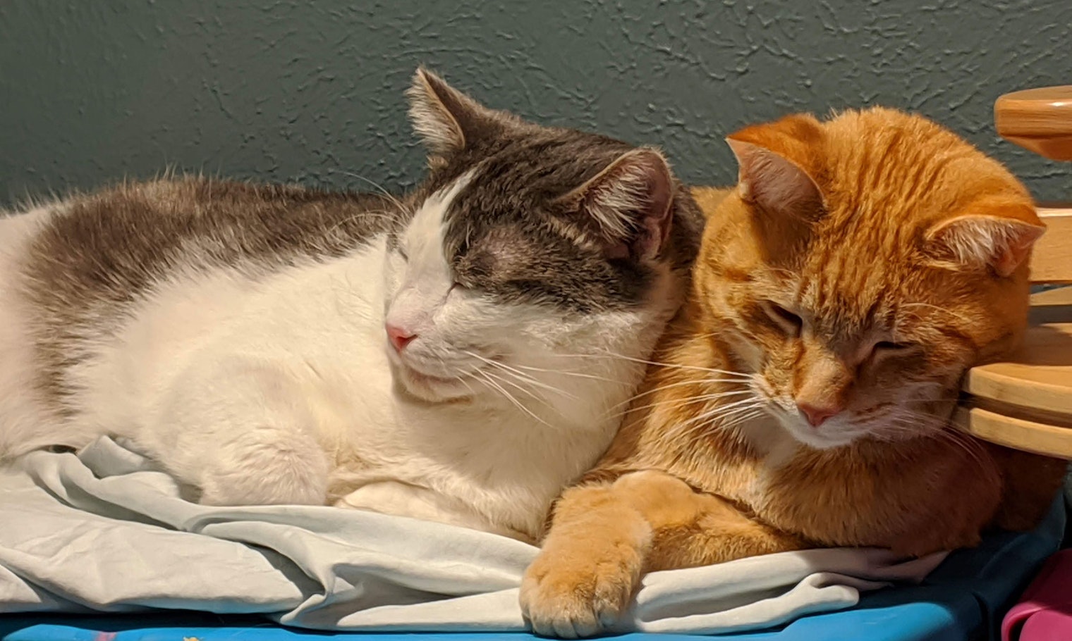 Toby-and-Petey