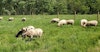 Virtual Field Trips at Red Rope Farm Image