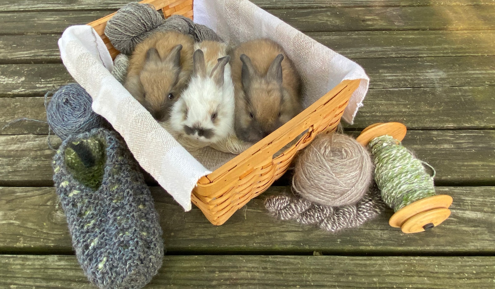 Giant Angora Rabbit Angora Rabbit Raw Fiber Cream White Color German