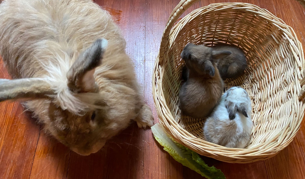 18-day-old-angora-kits-with-mom