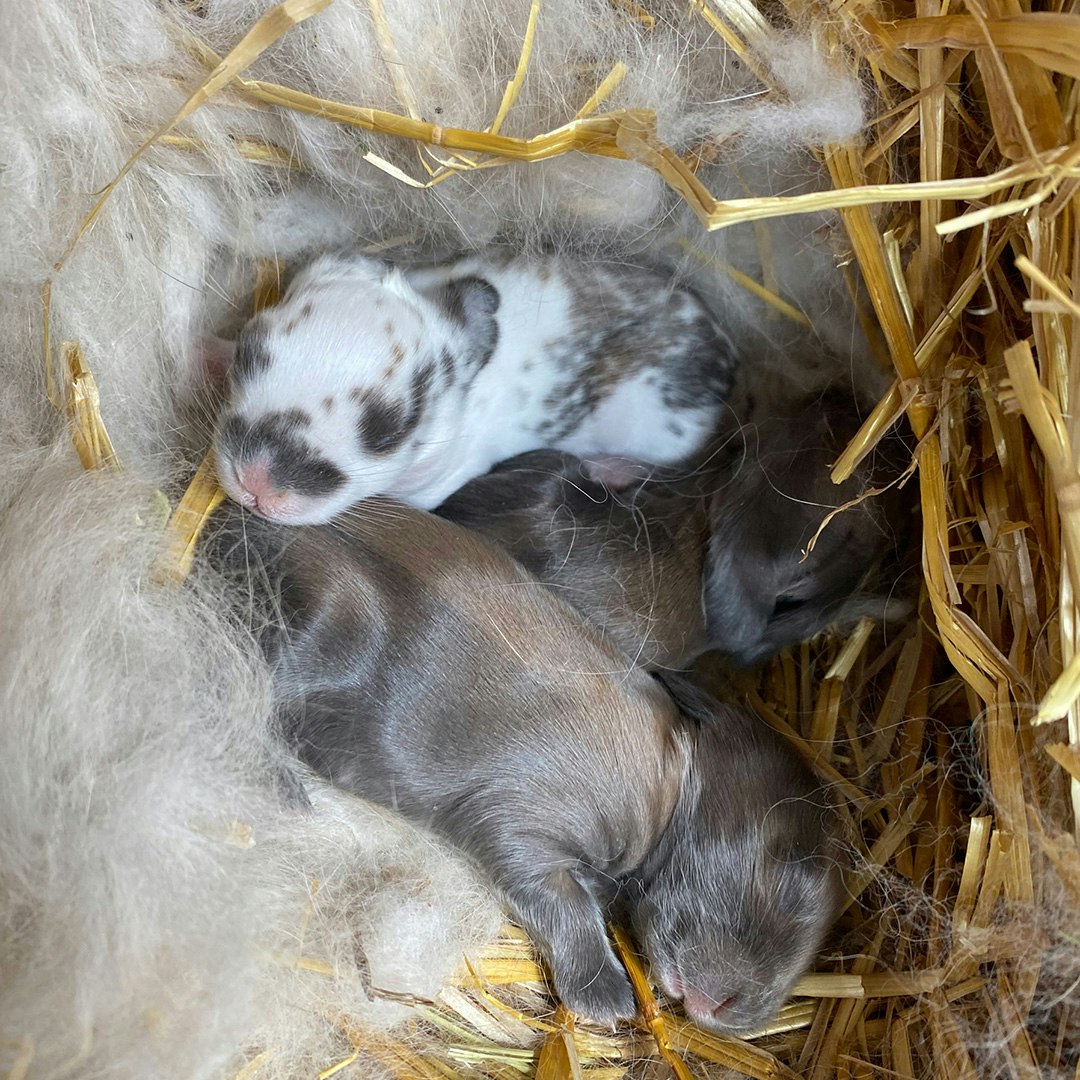 8-day-old-angora-rabbit-kits