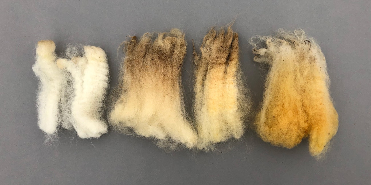 grease-Leine-Sheep-locks=-2020-fermented-suint;-2020-raw;-2017-raw