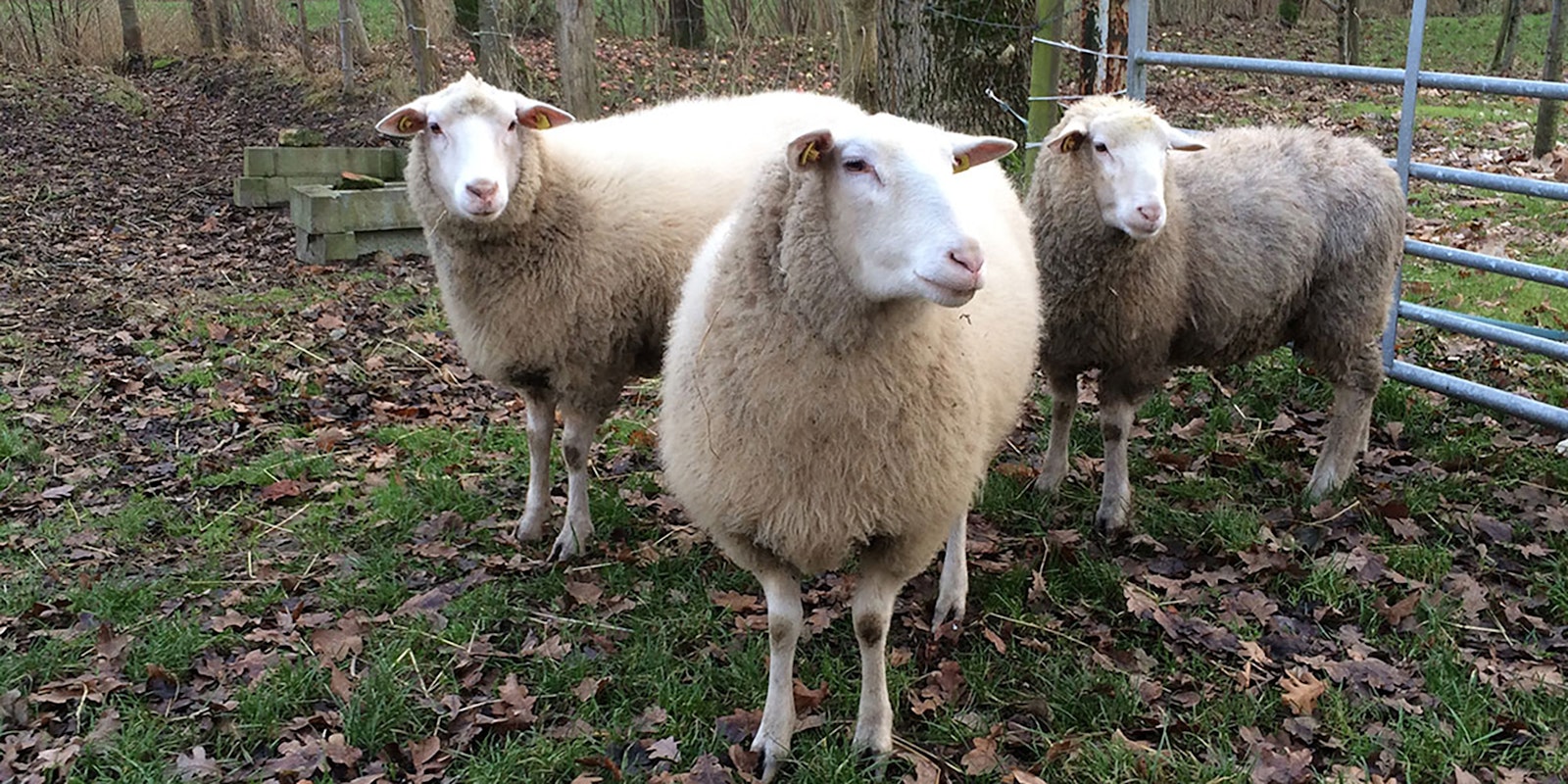 Wool Basics: What is Grease? | Spin Off Wool Basics: What is Grease? | Spin Off