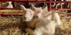 How to Name a Sheep: Meet Willa and Gus Image