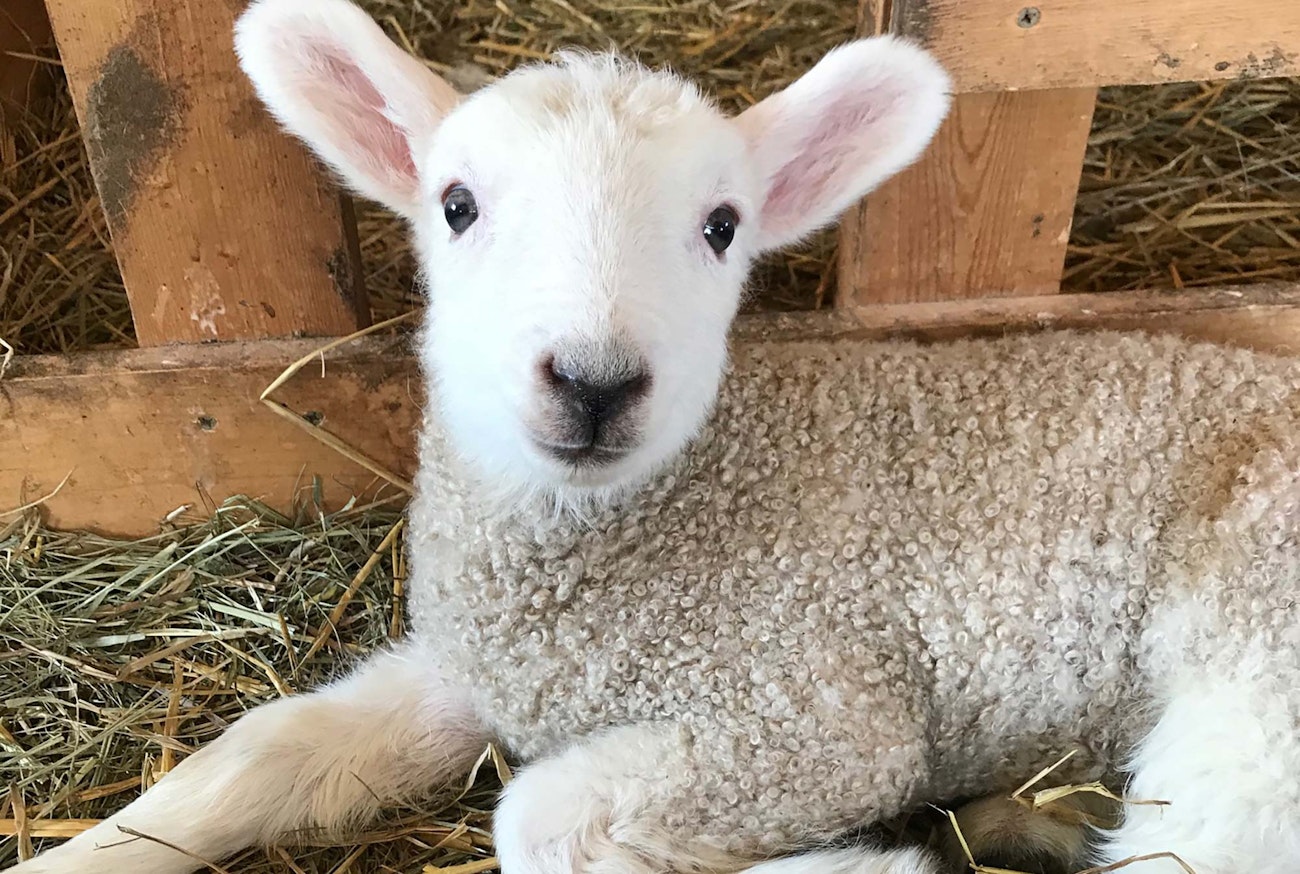 Molly, also named by Spin Off readers, was born in 2020 and had her first lambs, Willa and Gus, in 2022