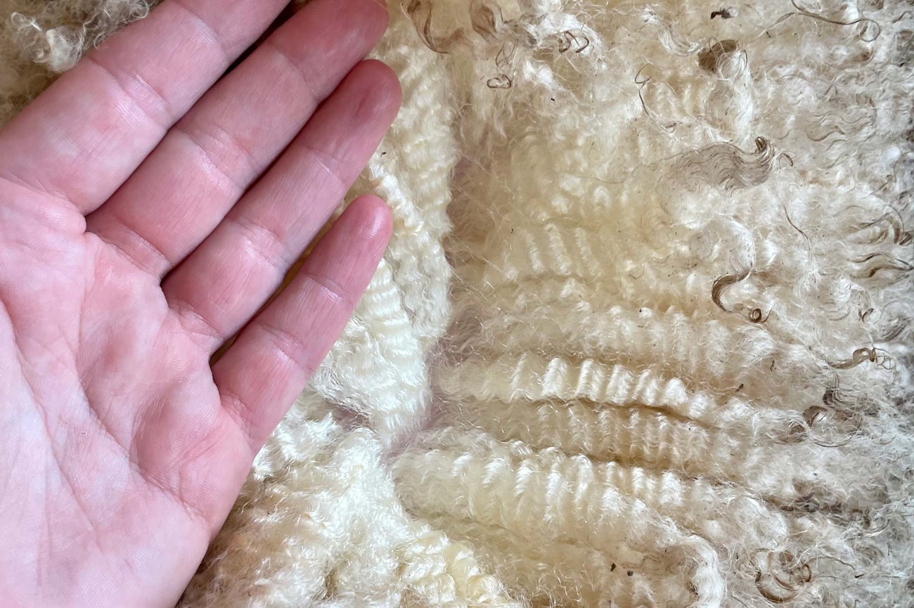 Willa’s lamb fleece is fine and supple with a regular, crimpy wave. Will her yearling fleece be the same?