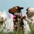 Knitted Estonian Sheep Puppets Image