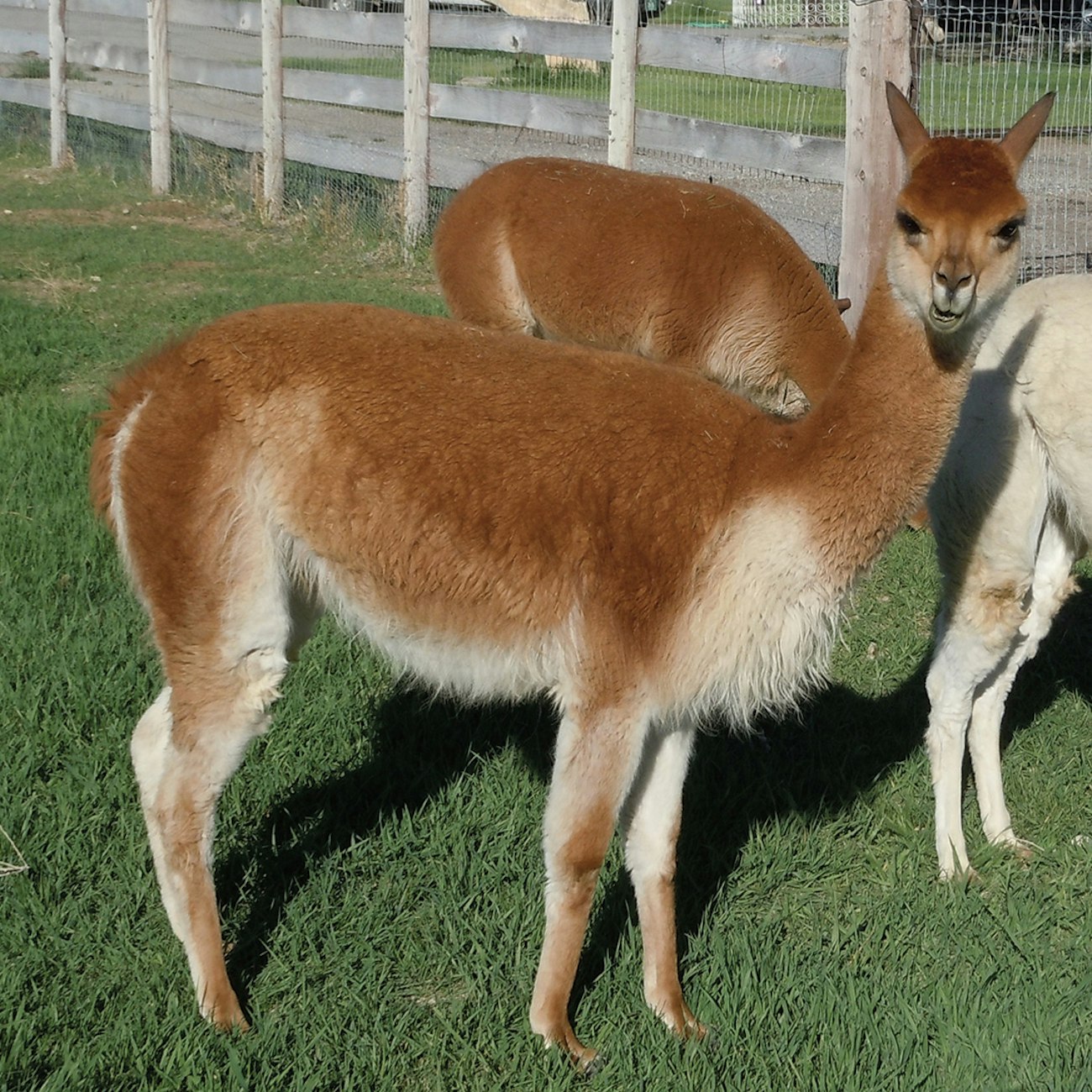 Jefferson Farms The Search for Wild Luxury Spin Off