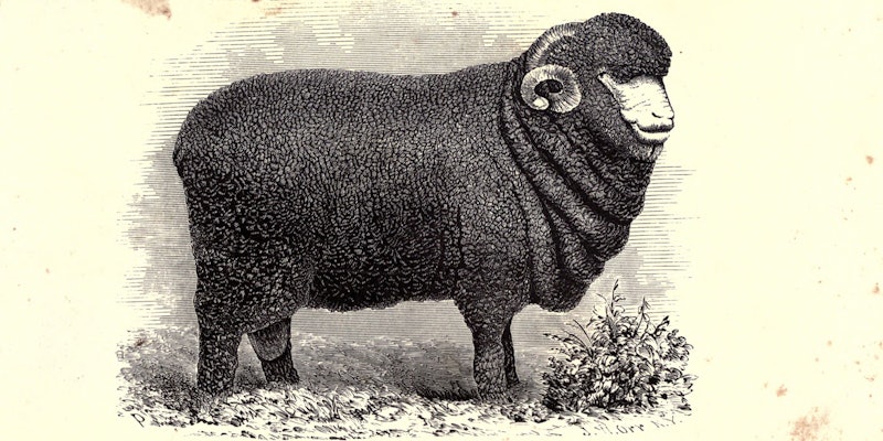 merino-mania-1