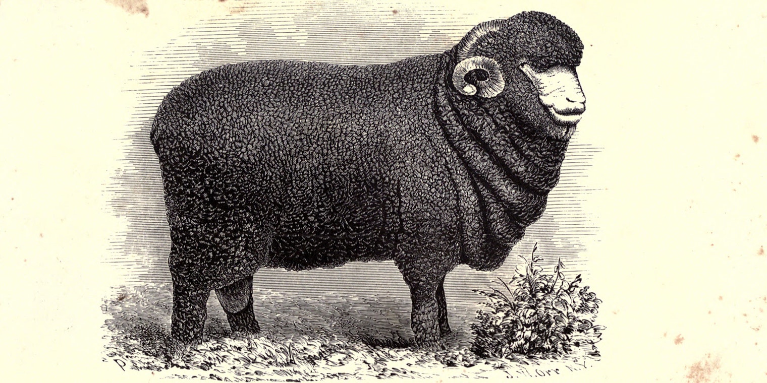 merino-mania-1