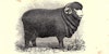 Merino Mania: A Nineteenth-Century Fiber Craze Image