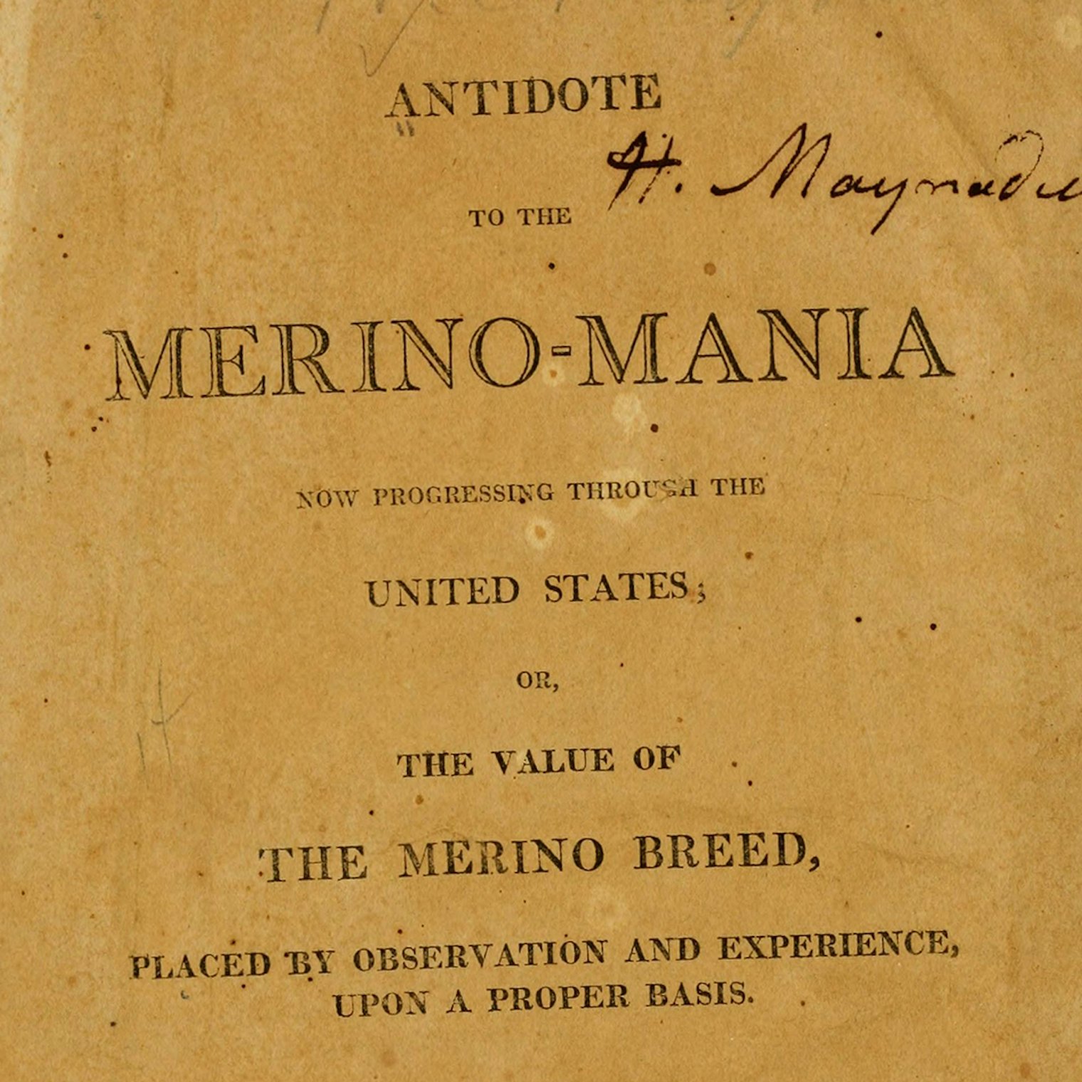 merino-mania-2