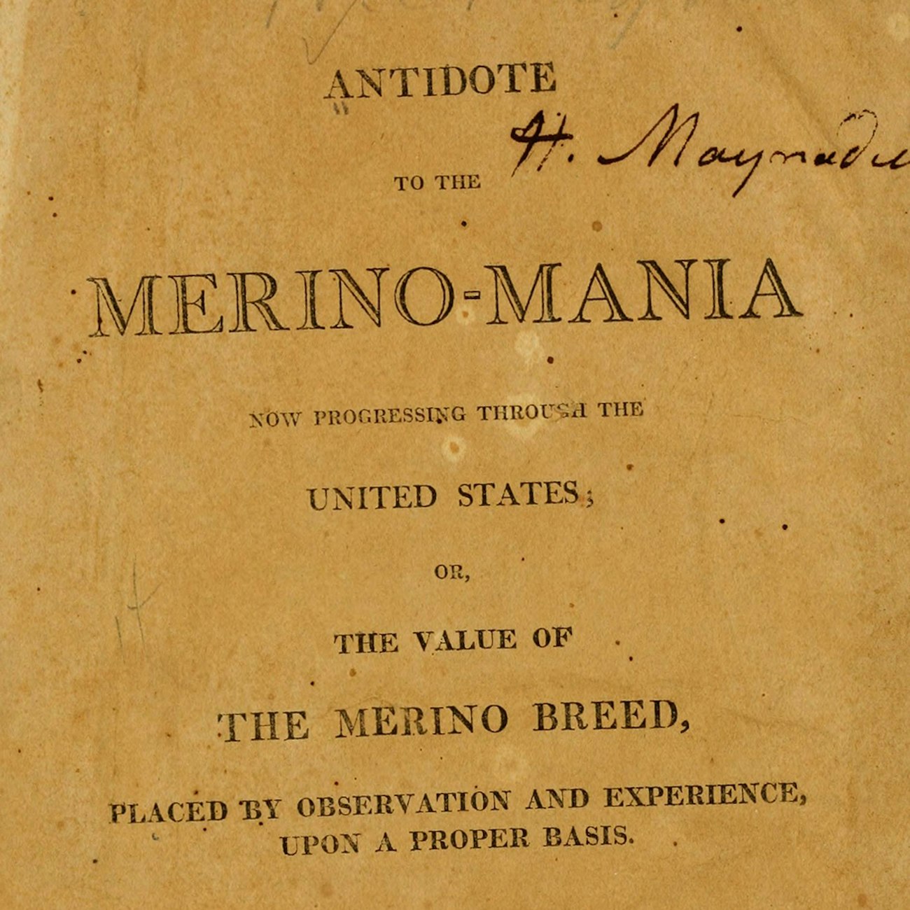 merino-mania-2