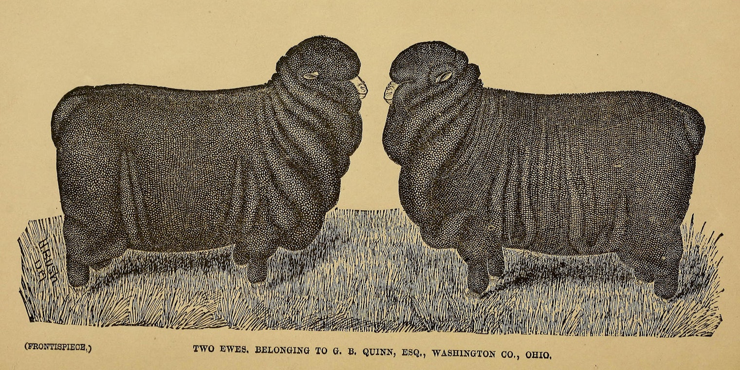 merino-mania-3