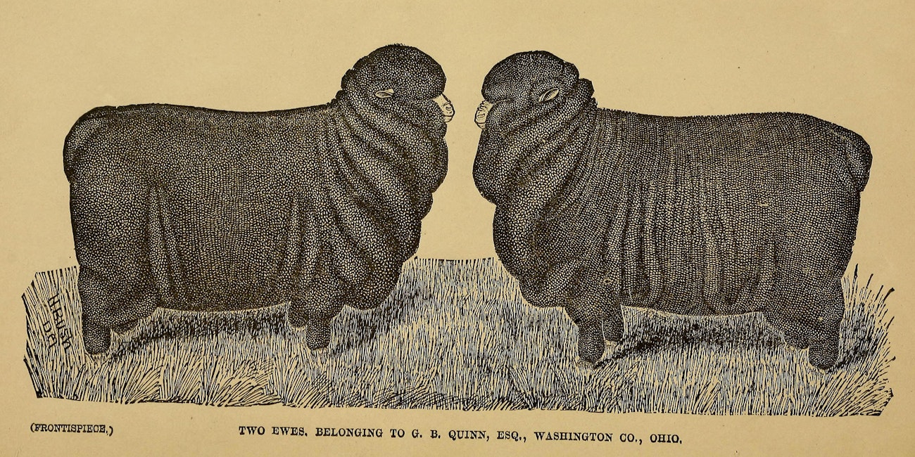 merino-mania-3