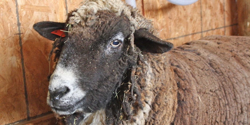 Pepper is a beautiful example of multi-colored CVM, famous for their unrivaled high-quality fine wool.