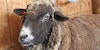 Meet the CVM: Badger-Faced Beauties in the Colorado Foothills Image