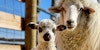 Navajo Churro: Nikyle Begay on T’aa Dibé (The First Sheep) Image