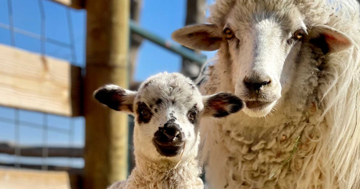 First Sheep Navajo Churro: Nikyle Begay on T’aa Dibé (The First Sheep) | Spin Off