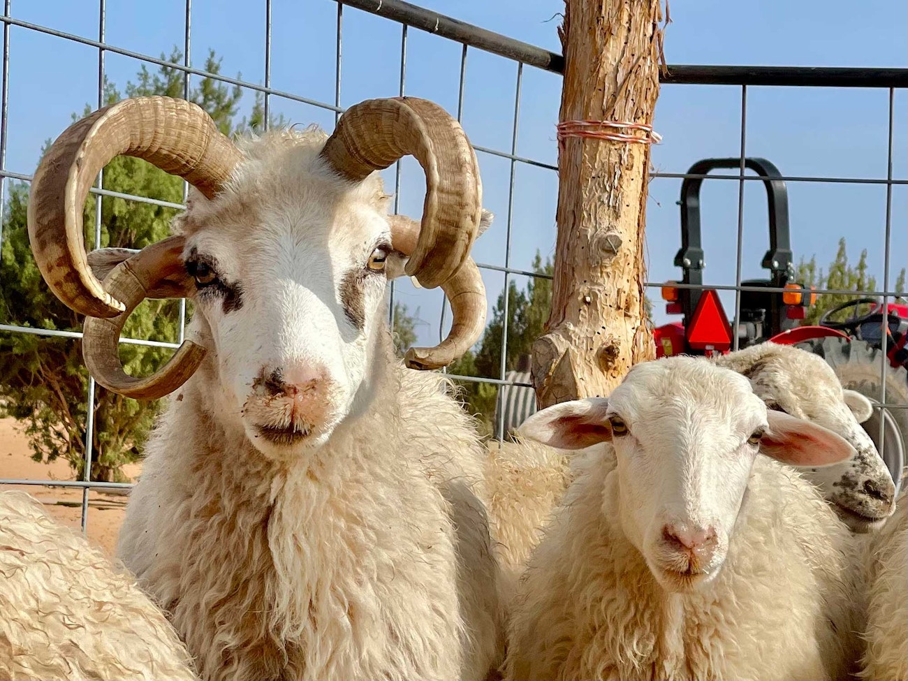 Navajo Churro Sheep Navajo Churro Sheep At Dot Ranch