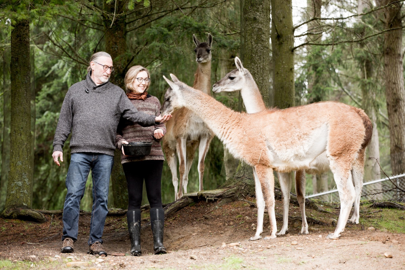 Man holds out hand to feed one guanaco, woman holds feed bucket, two more guanacos stand by