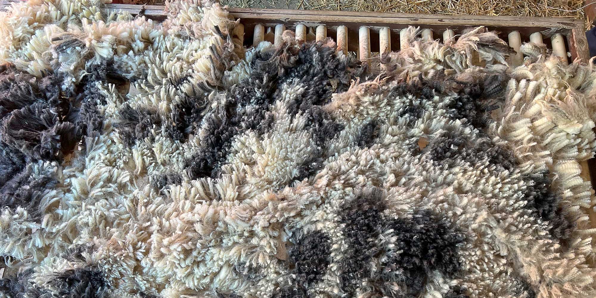 Ancient Sheep for Modern Spinners | Spin Off