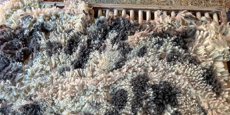 Using combs, cards, or even your own two hands, you can learn to make many beautiful yarns from a single fleece from a primitive breed. Photo by Robin Lynde