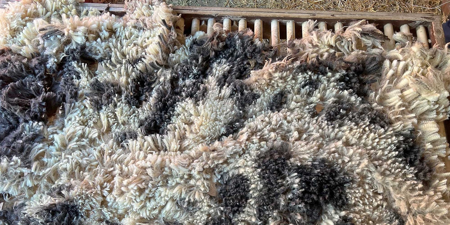 Using combs, cards, or even your own two hands, you can learn to make many beautiful yarns from a single fleece from a primitive breed. Photo by Robin Lynde