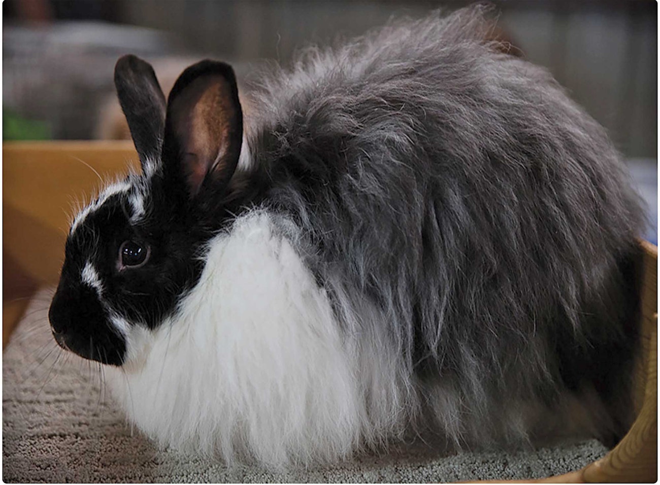 Black English Angora Rabbits Angora #WearItKind – A FOUR PAWS