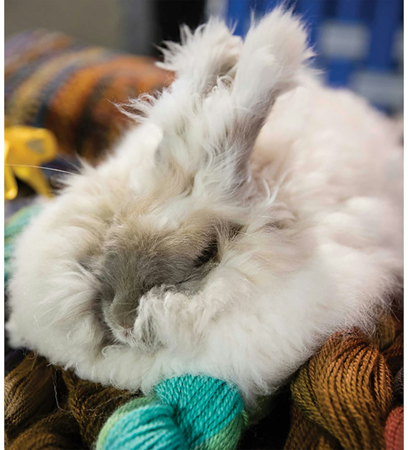 Angora Myths and Facts | Spin Off