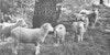 Shepherd, Artist, Knitter: Kristin Nicholas on Small-Scale Sheep Farming Image