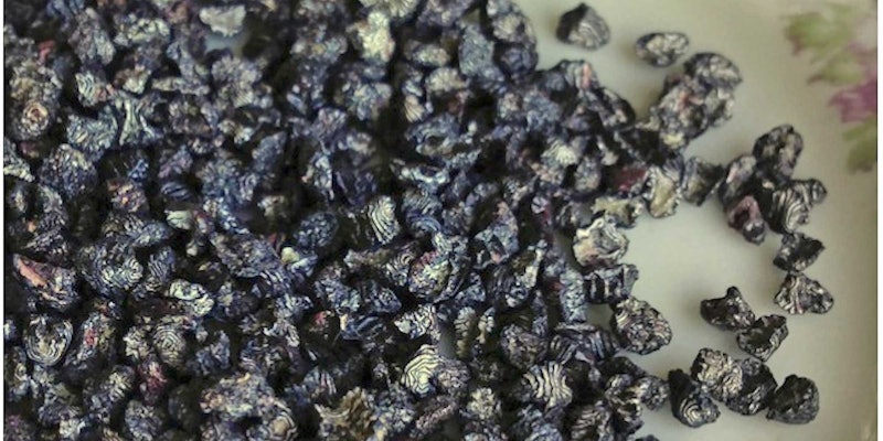 Cochineal dye has been around for centuries. Photo by Kate Larson