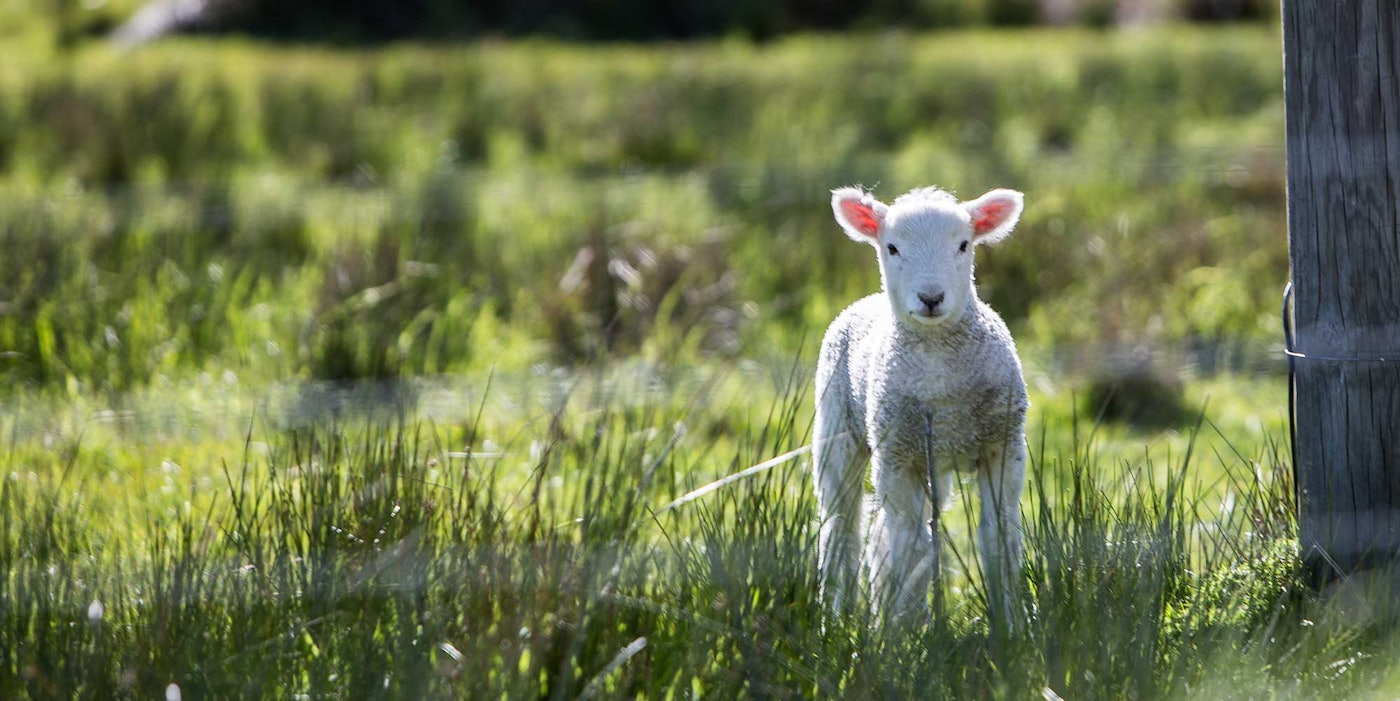 White lamb in green pasture