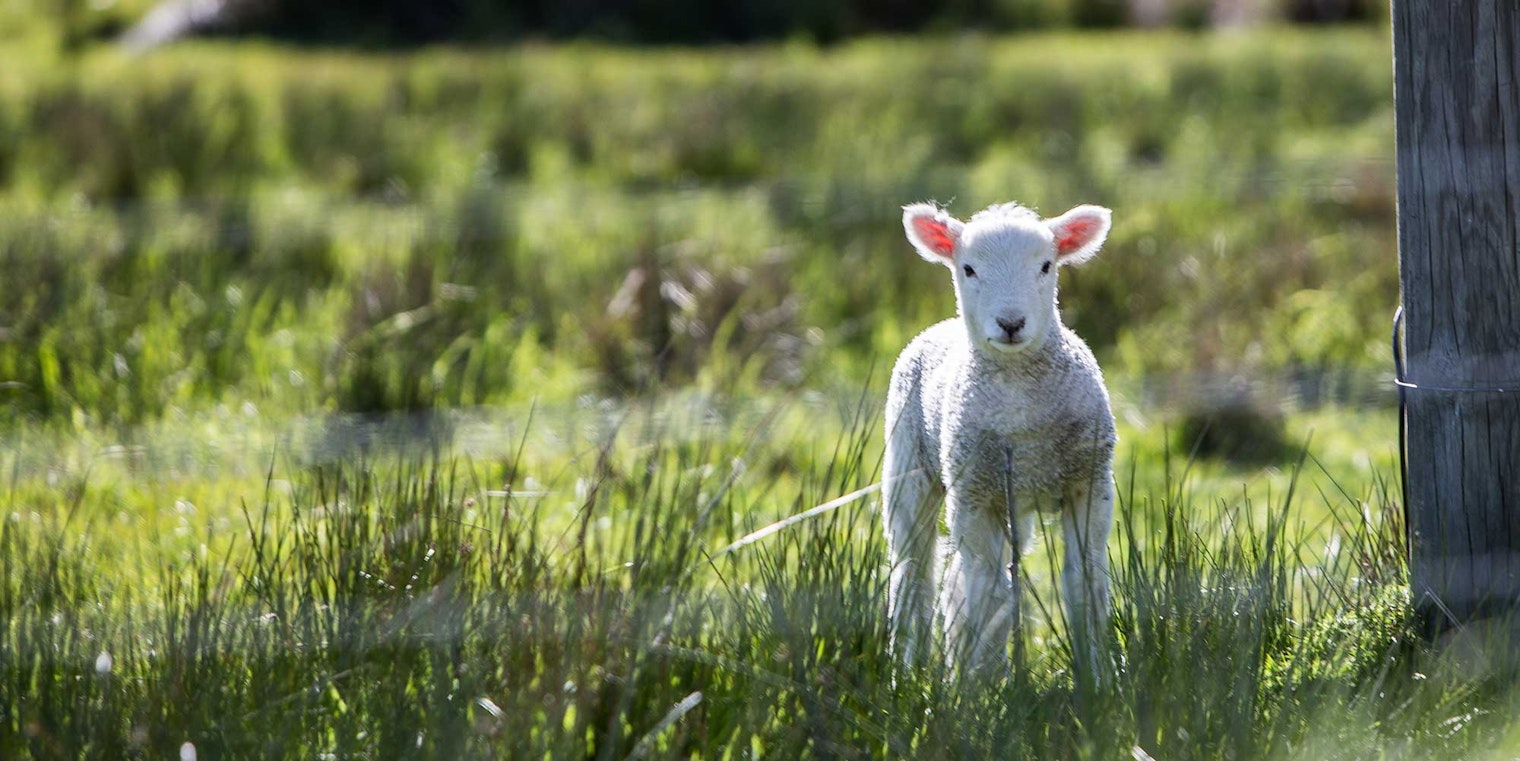 White lamb in green pasture