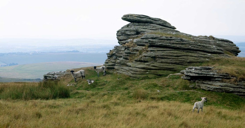 Surprised sheep on Dartmoor, with a view of farmland beyond. Photos by A. Alcorn