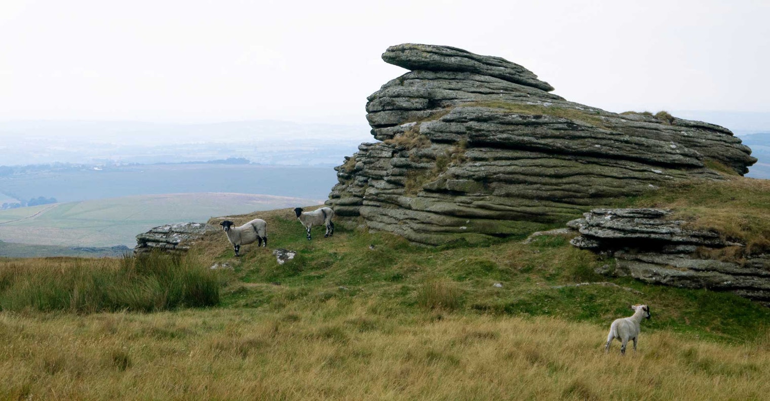 Surprised sheep on Dartmoor, with a view of farmland beyond. Photos by A. Alcorn