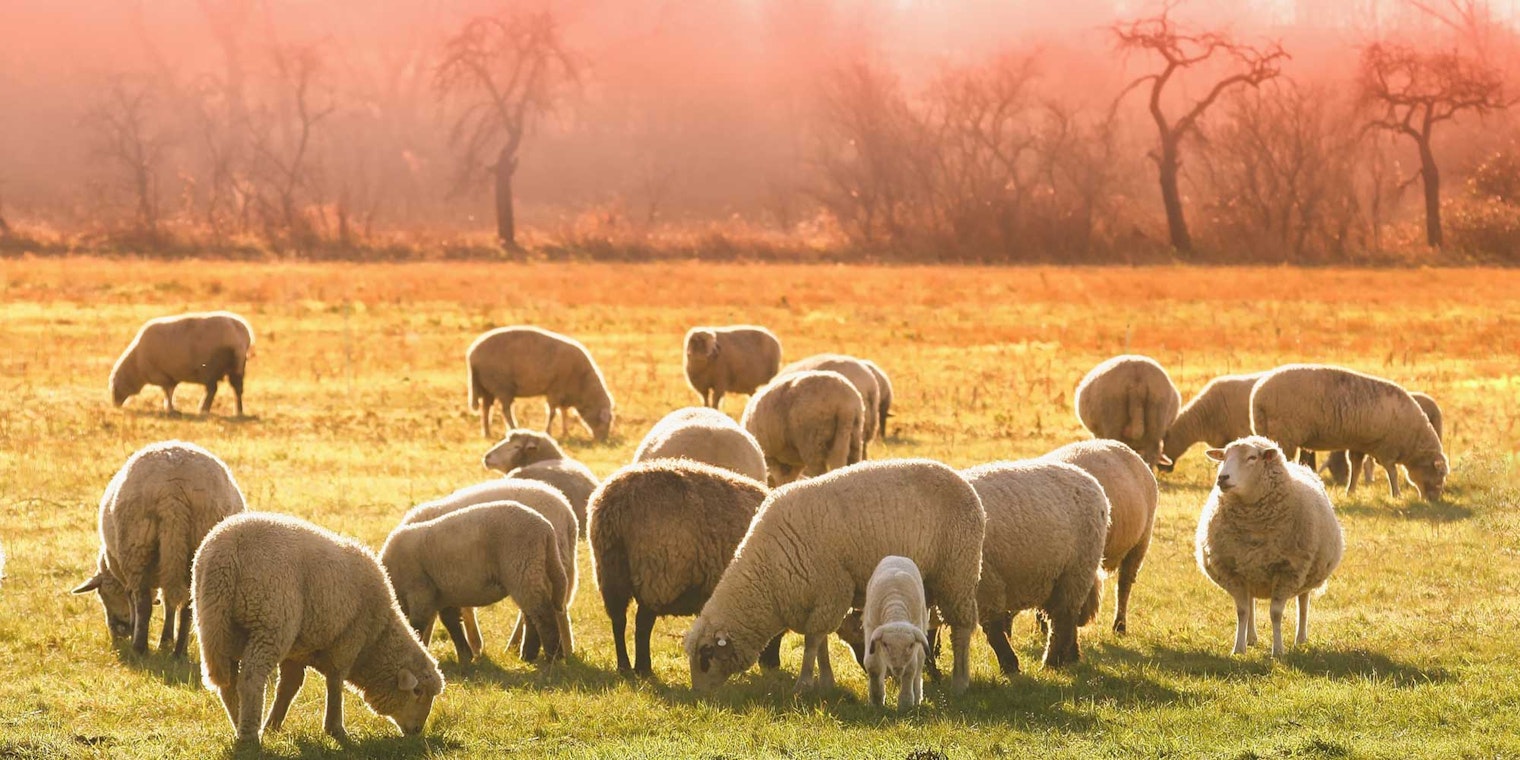 We’re thankful for their companionship, weed control, meat—but especially for their wool. Photo by Analogicus on Pixabay