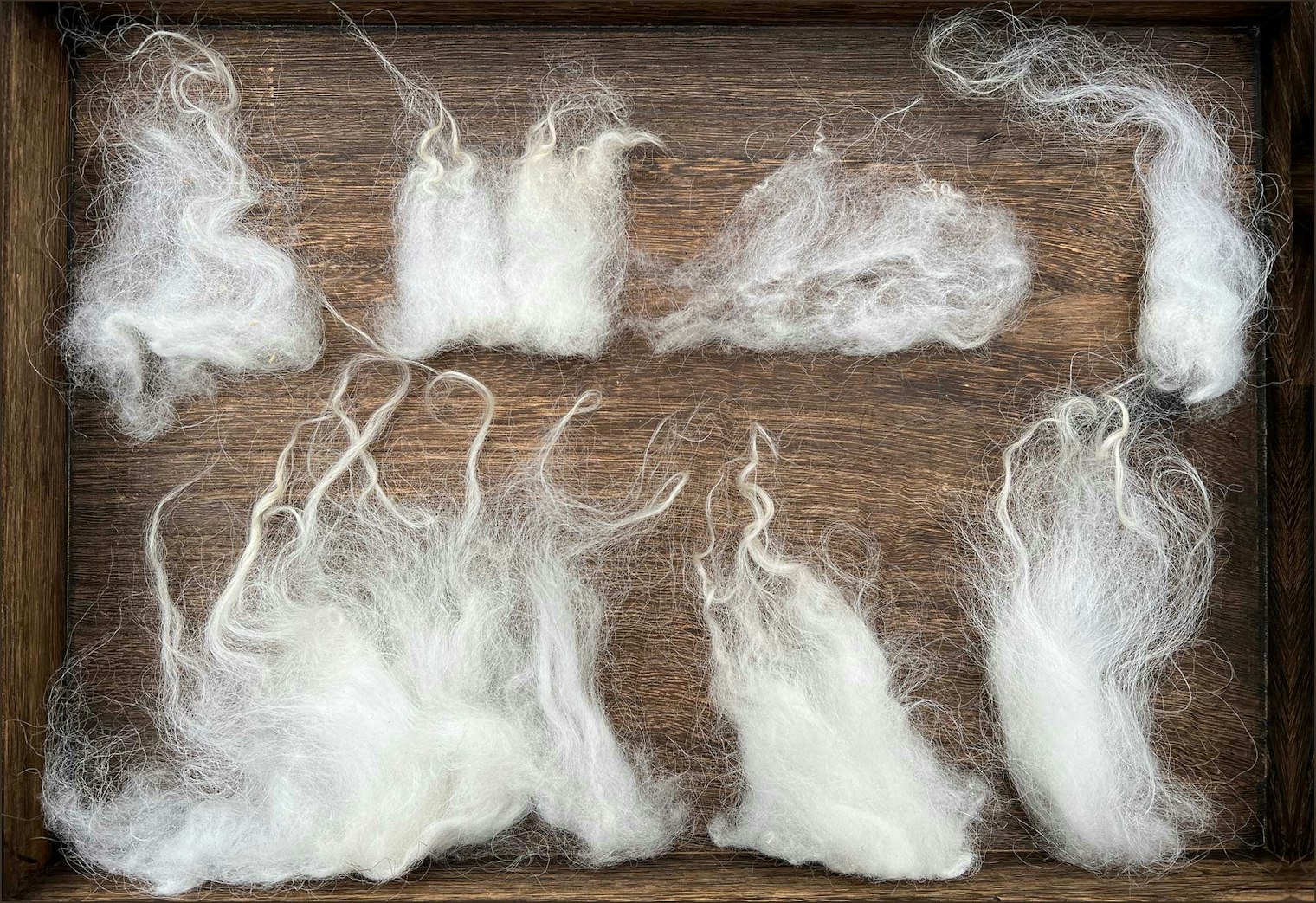 Locks from different areas of a Skudde sheep fleece. Photos by A. Sabine Schröder-Gravendyck