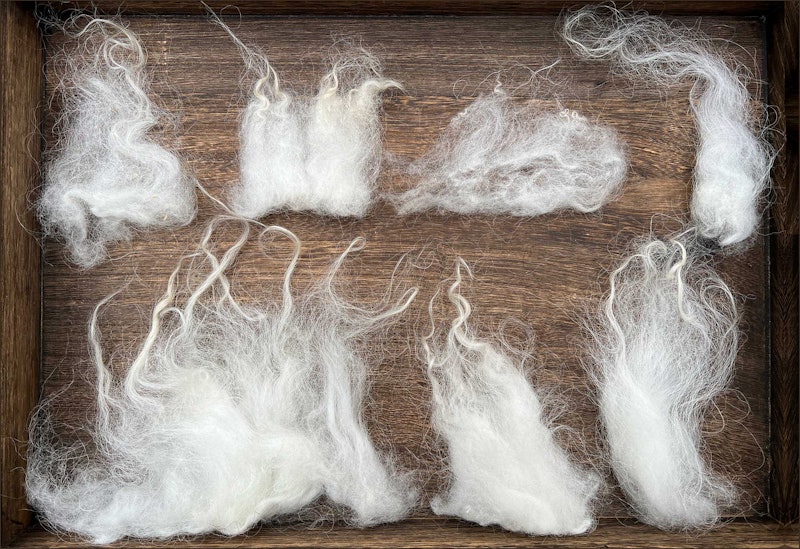 Locks from different areas of a Skudde sheep fleece. Photos by A. Sabine Schröder-Gravendyck