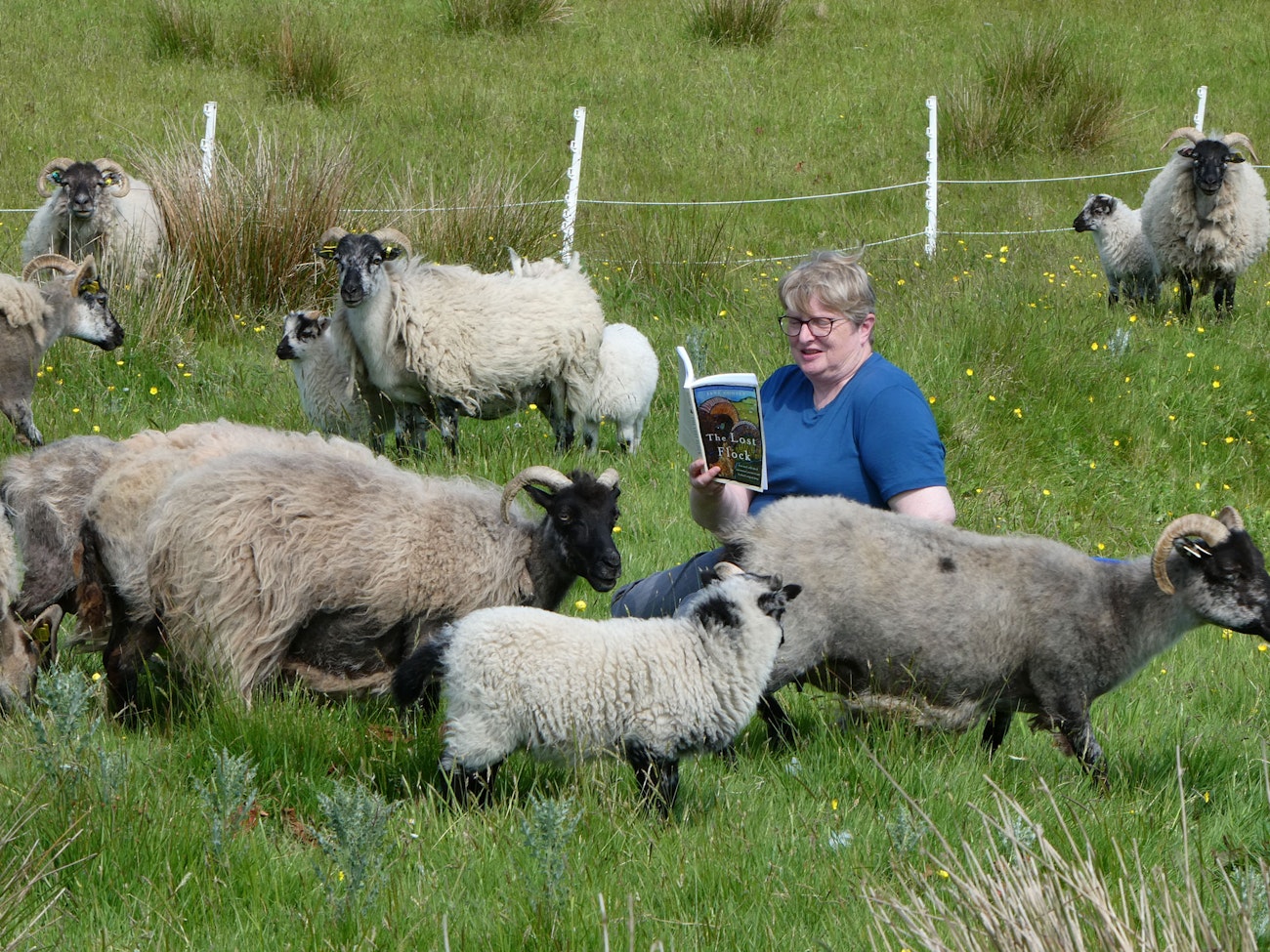 Woman in blue shirt sitting in field reading from paperback book "The Lost Flock," surrounded by ewes and lambs.