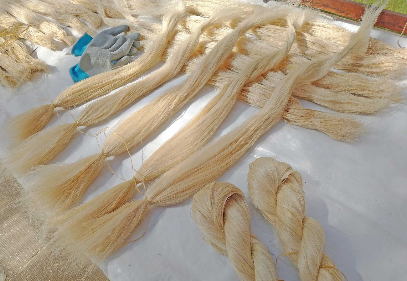 Try Flax Retting 2 Ways: Persuading Flax to Release its Fiber | Spin Off