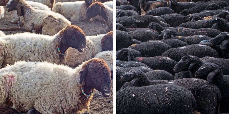 Left: Patanwadi sheep (photo by Ishaan Raghunandan, courtesy of Centre for Pastoralism); right: Deccani sheep (photo by Nipun Prabhakar for Living Lightly, courtesy of Centre for Pastoralism)