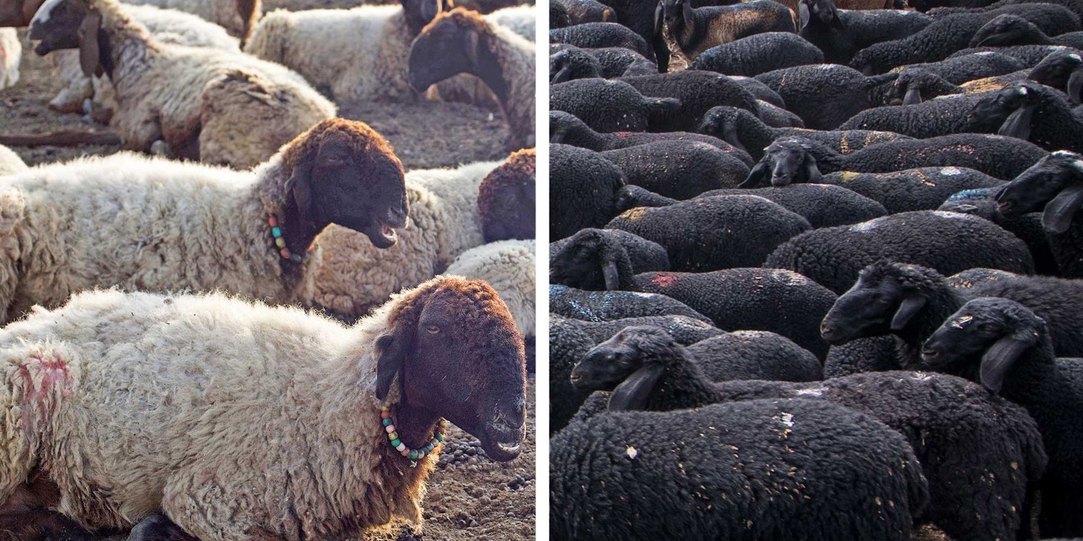 Left: Patanwadi sheep (photo by Ishaan Raghunandan, courtesy of Centre for Pastoralism); right: Deccani sheep (photo by Nipun Prabhakar for Living Lightly, courtesy of Centre for Pastoralism)