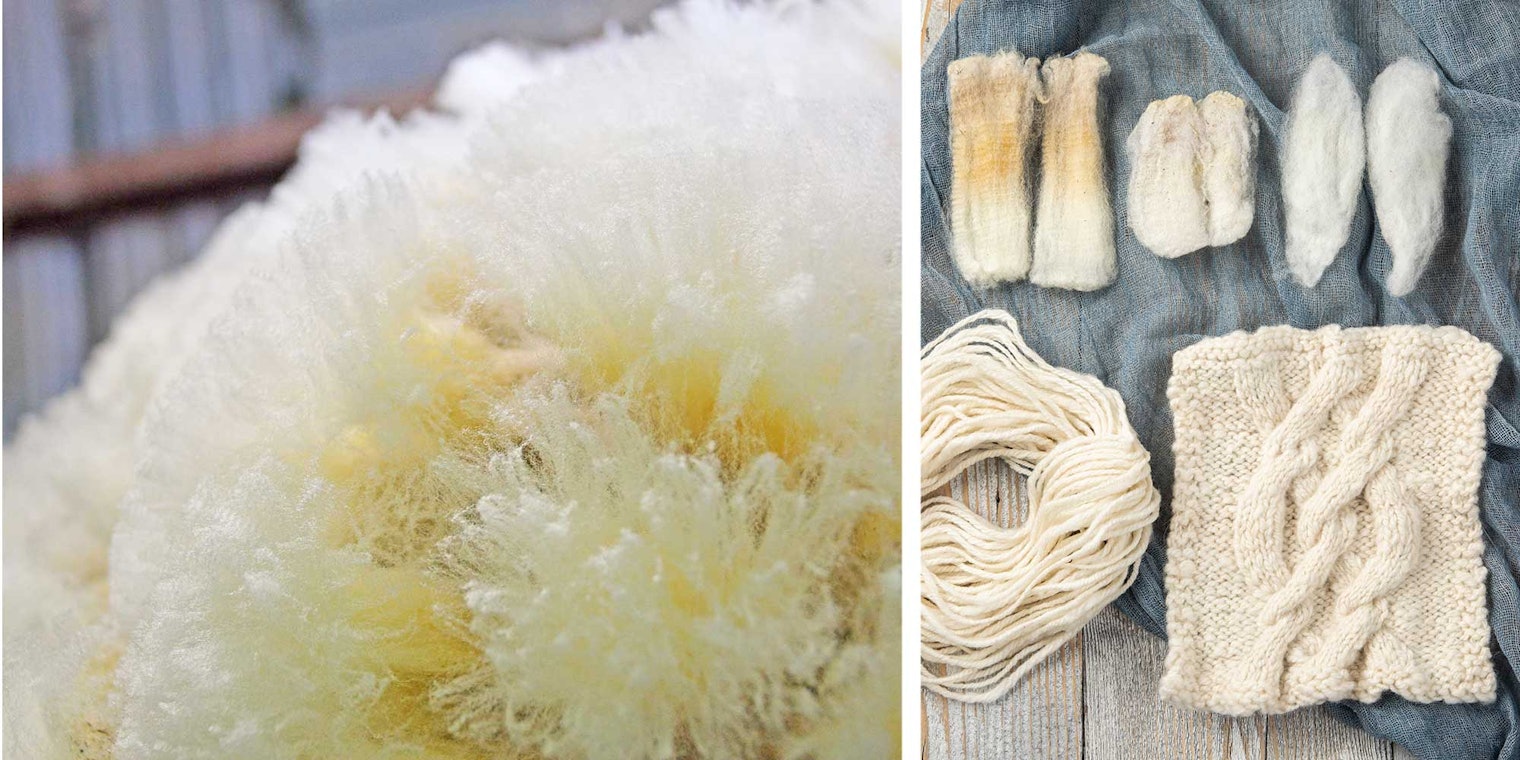 At left: Targhee fleece is soft and durable with a lively crimp; photo courtesy of Kami Noyes of Ranching Tradition Fiber. At right: Madeline Keller-King's exploration of Targhee resulted in a chain-plied yarn and a cable-knit swatch; photo by Matt Graves